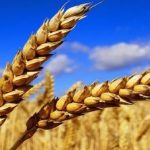 Près d'un million d'hectares semés en céréales pour la campagne 2016 ont été perdus. D. R.