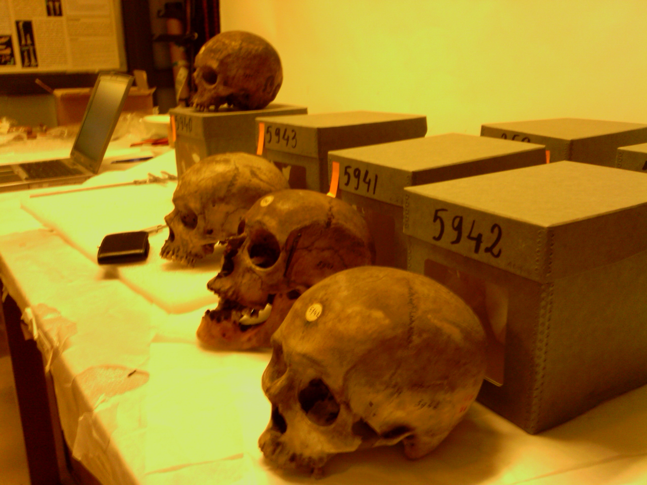 Pour la LDH aussi, les crânes de résistants algériens n’ont rien à faire au Musée de l’Homme. Photo : Ali Farid Belkadi