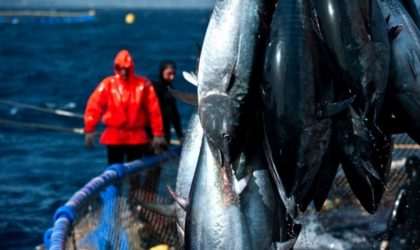 Thon : l’Algérie a pêché la totalité de son quota