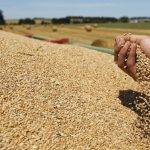 La tonne de blé est estimée entre 195,5 et 197,5 dollars la tonne. D. R.