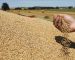 L’Algérie vient d’acheter près de 500 000 tonnes de blé