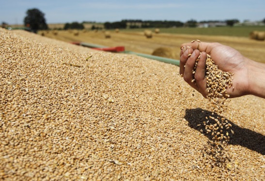 La tonne de blé est estimée entre 195,5 et 197,5 dollars la tonne. D. R.