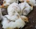 Oiseaux morts de la grippe aviaire : psychose à Ghardaïa