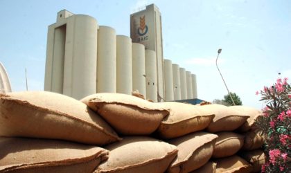 Céréales : baisse de 20% de la facture d’importation