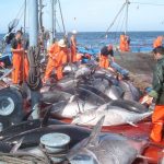 Le quota de l'Algérie a été porté à 1 046 tonnes. D. R.