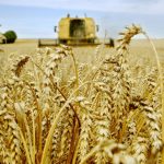 La facture d'importation du blé a reculé à 1,67 milliard de dollars. D. R.