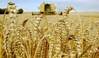 Baisse de la facture d’importation des céréales de 19% en 2016