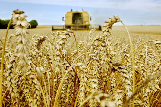 La facture d'importation du blé a reculé à 1,67 milliard de dollars. D. R.