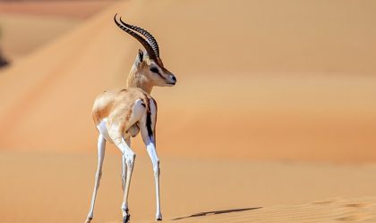 Les Emiratis introduisent des gazelles en Algérie pour les décimer à nouveau