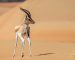 Les Emiratis introduisent des gazelles en Algérie pour les décimer à nouveau