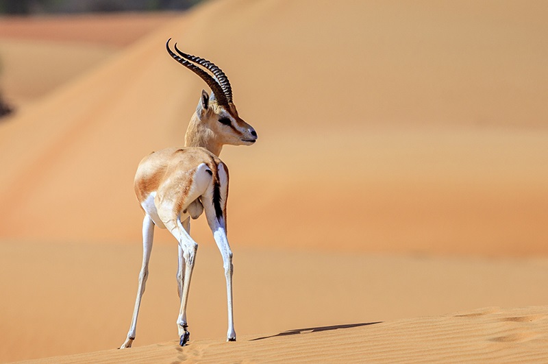 La gazelle est depuis des années la cible de braconniers venus des pays du Golfe. D. R.