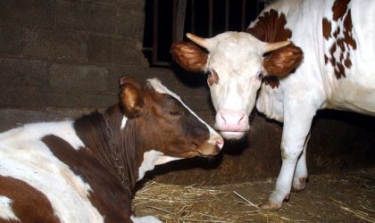 Giplait se lance dans l’élevage de bovins laitiers