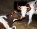 Giplait se lance dans l’élevage de bovins laitiers