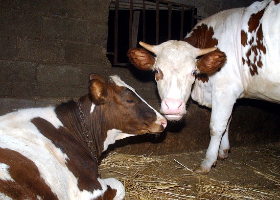 Dix-neuf fermes pilotes seront transformées en «fermes modernes». New Press