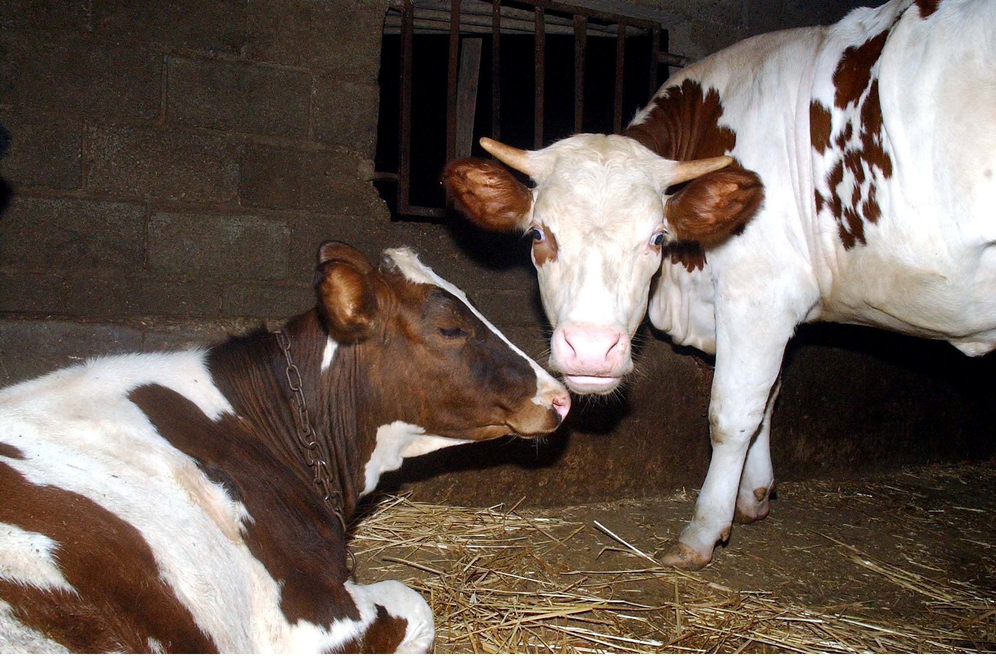 Le cheptel est constitué actuellement de 200 000 vaches seulement. New Press