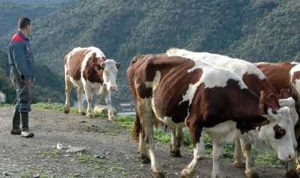 Alerte nationale contre la fièvre aphteuse