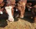 Aliment de bétail : 167 licences d’importation octroyées