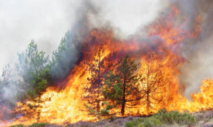 Les feux de forêts font un ravage dans plusieurs wilayas