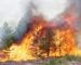 Les feux de forêts font un ravage dans plusieurs wilayas