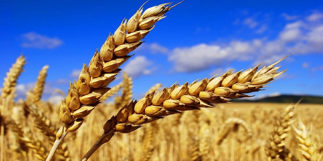 Les prix mondiaux des céréales et des produits laitiers en hausse en juin
