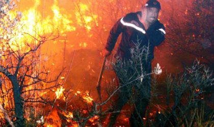 Feux de forêts : des mesures pour relancer l’activité agricole