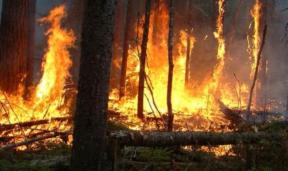 Feux de forêts : des habitants d’un village de Sétif fuient leurs maisons