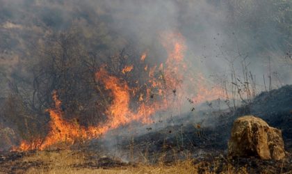 Des feux de forêts ravagent la ville de Médéa