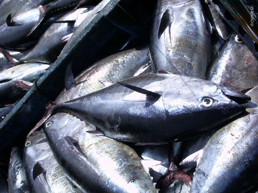 Thon rouge : l’Algérie a pêché la totalité de son quota de 2017