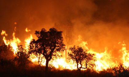 Des réseaux électriques gravement endommagés par les feux de forêt