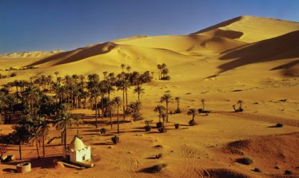 Tamanrasset : plus de 1 600 palmiers dattiers ravagés par un incendie