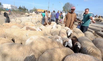 Aïd El-Adha : Alger dotée de 6 sites pour la vente directe de moutons