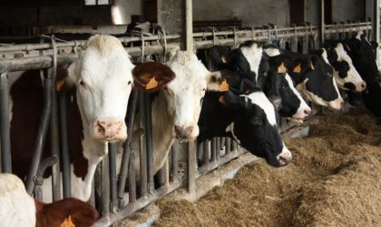 Le ministère de l’Agriculture relance l’activité d’importation de bovins
