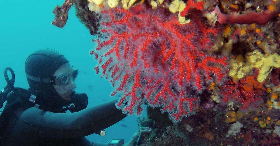 corail arrêtés