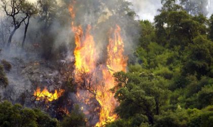 Incendies : 18 pyromanes arrêtés par la Gendarmerie nationale