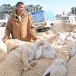 moutons brucellose