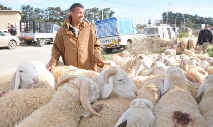 El-Oued : 70 cas de brucellose durant le premier semestre 2017