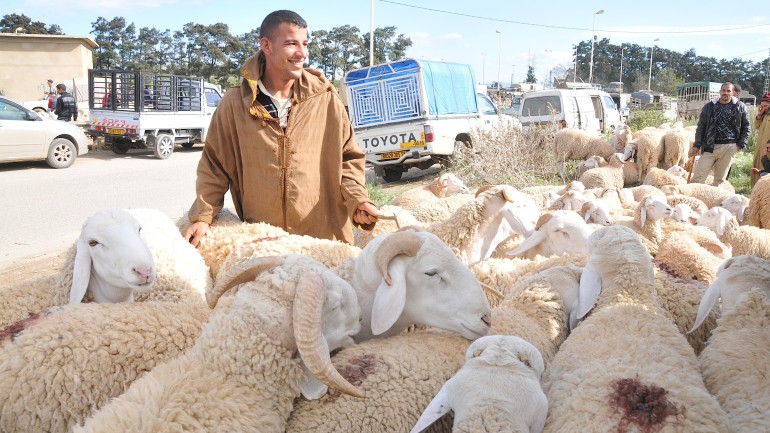 moutons brucellose