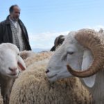 Aïd El-Adha, moutons