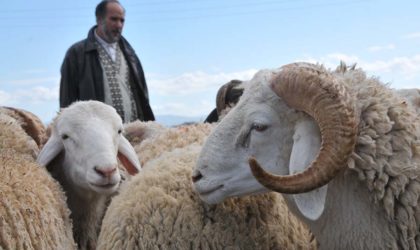 Aïd El-Adha : élargissement des points de vente des moutons à l’ensemble des wilayas