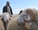 Aïd El-Adha : élargissement des points de vente des moutons à l’ensemble des wilayas