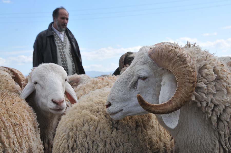 Aïd El-Adha, moutons