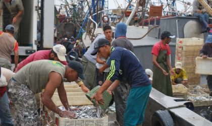 Selon un expert : la baisse des prix est due à une surexploitation du poisson