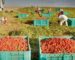 Tomate industrielle à Chlef : surplus de production et manque d’unités de transformation