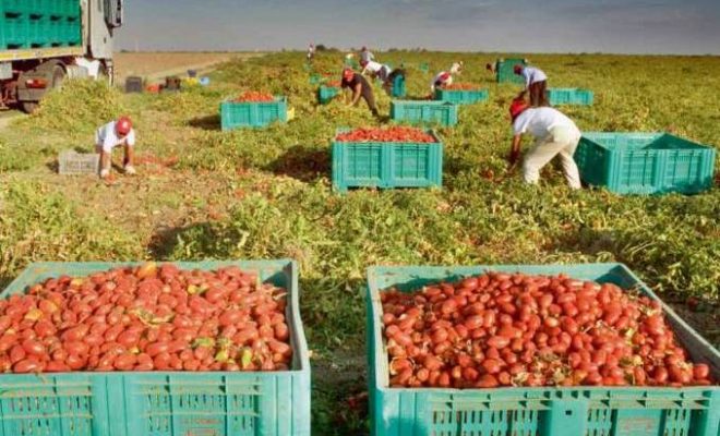 Chlef tomate