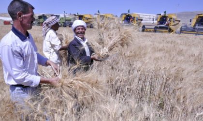 Légère augmentation de la production céréalière en 2017