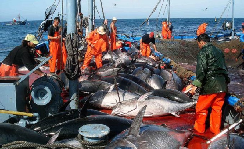 pêche de thon rouge en Algérie