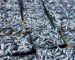 Mostaganem : production de plus de 4 100 tonnes de sardine les cinq derniers mois