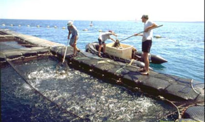 L’Algérie se lance dans la production d’aliments de poissons