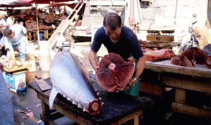 Thon rouge : l’Algérie a pêché la totalité de son quota pour 2024