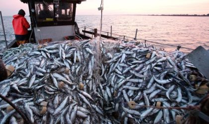 Mostaganem : enquête sur une vidéo montrant des pêcheurs jetant des quantités de sardines à la mer